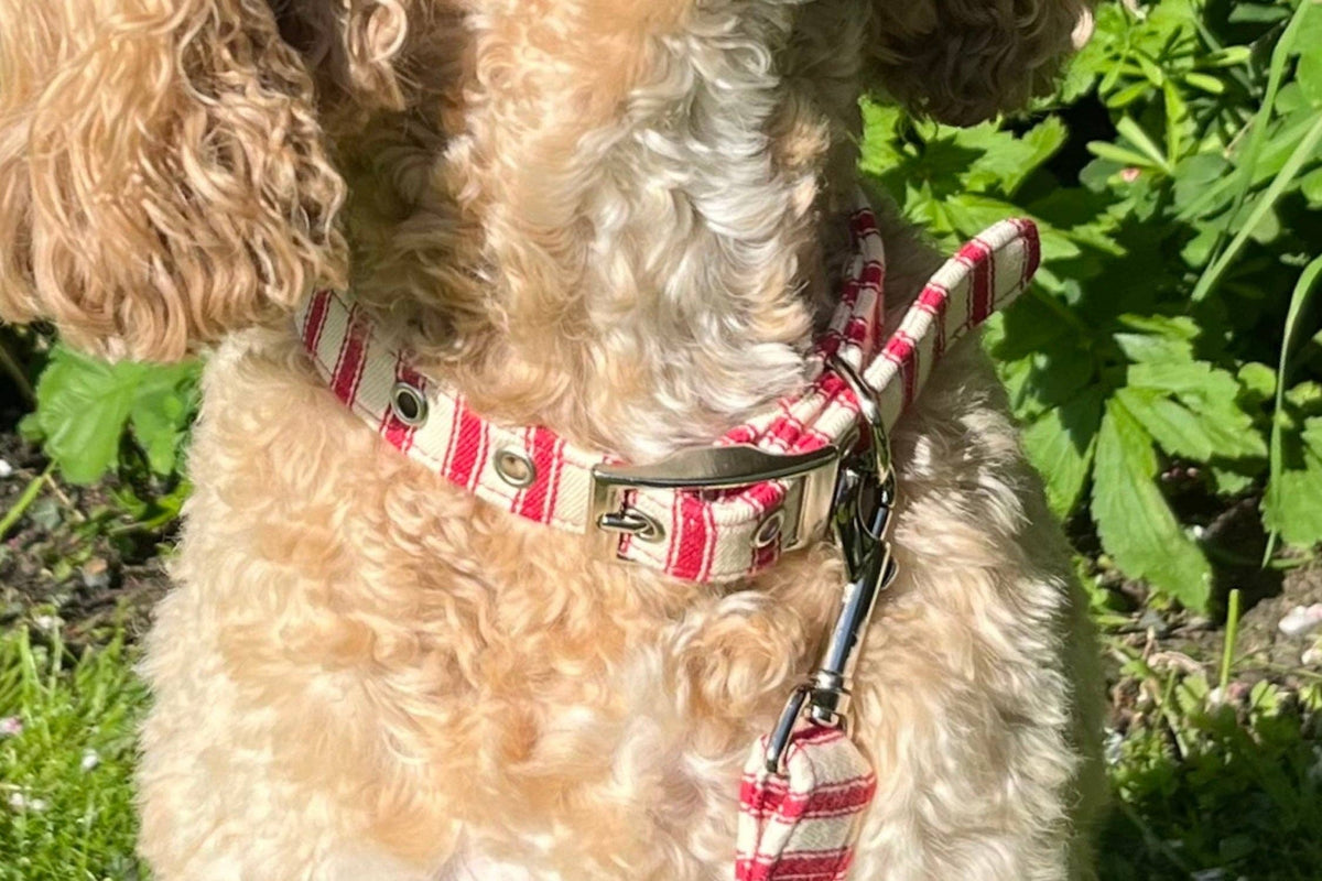 Seymour - Red Ticking Dog Collar