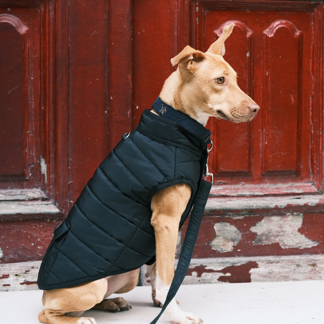 Hive Puffer Dog Coat