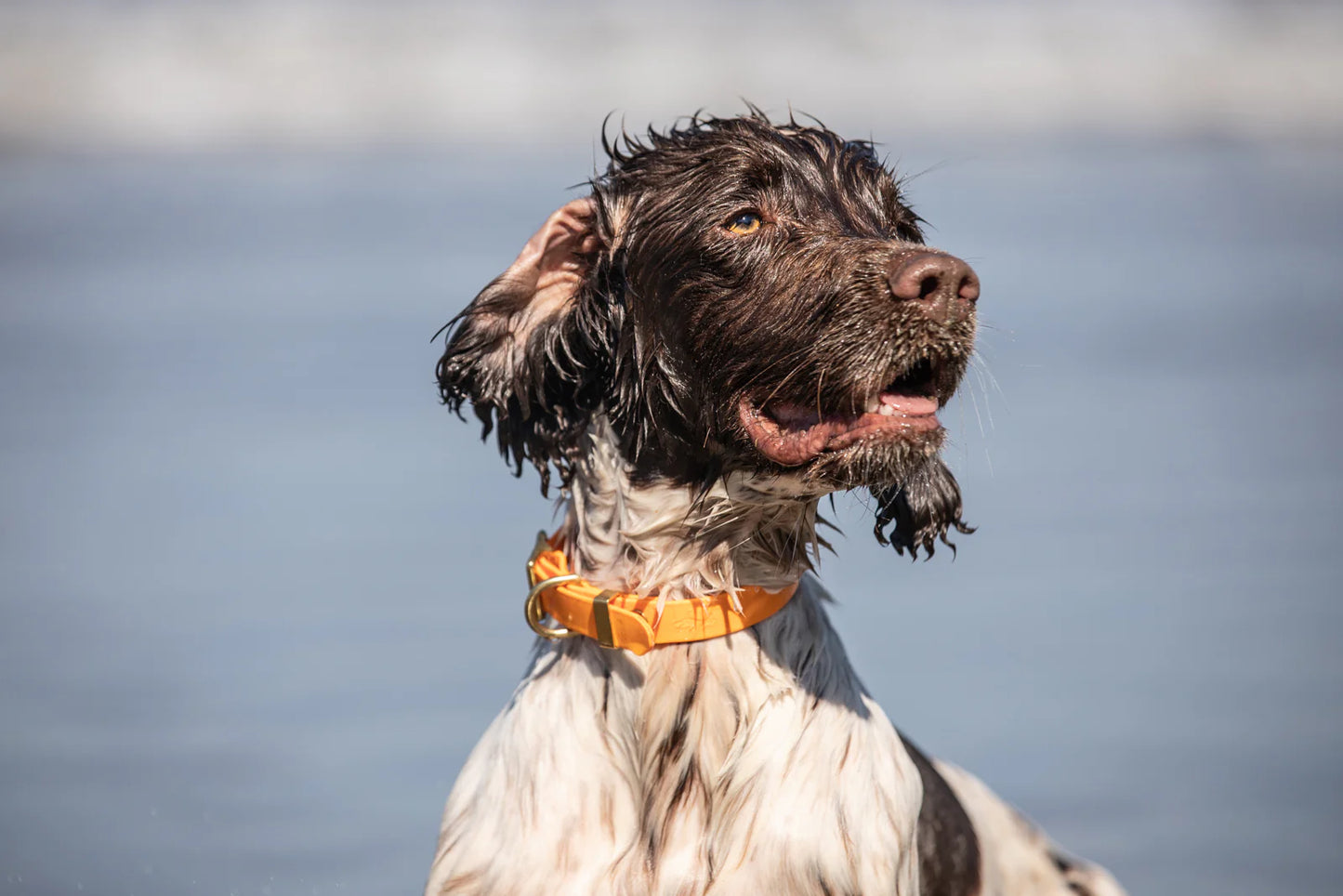 Storeys & Tails Orange Biothane® All Weather Collar