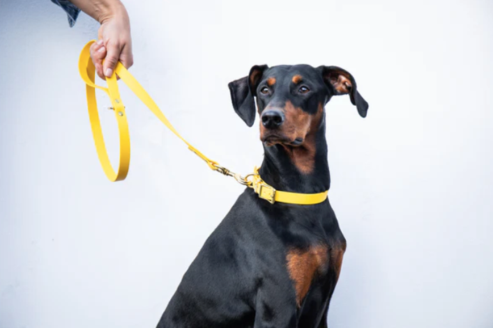 Storeys & Tails Yellow Biothane® All Weather Lead