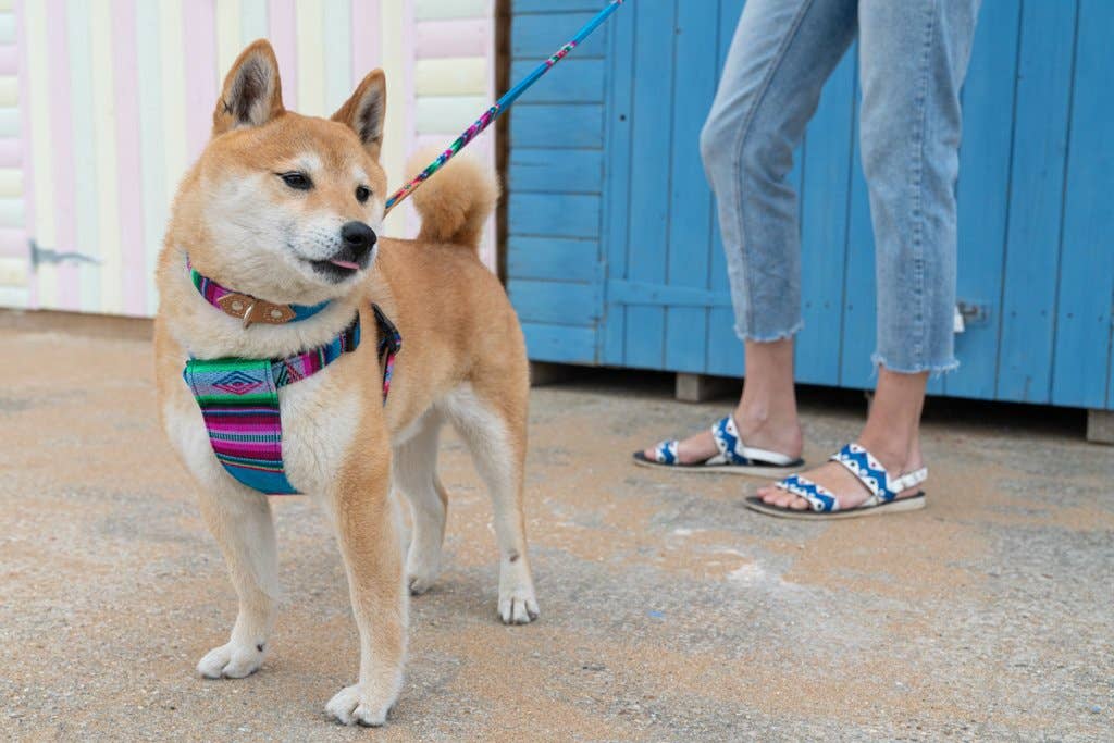 Hiro + Wolf Inca Blue Dog Collar