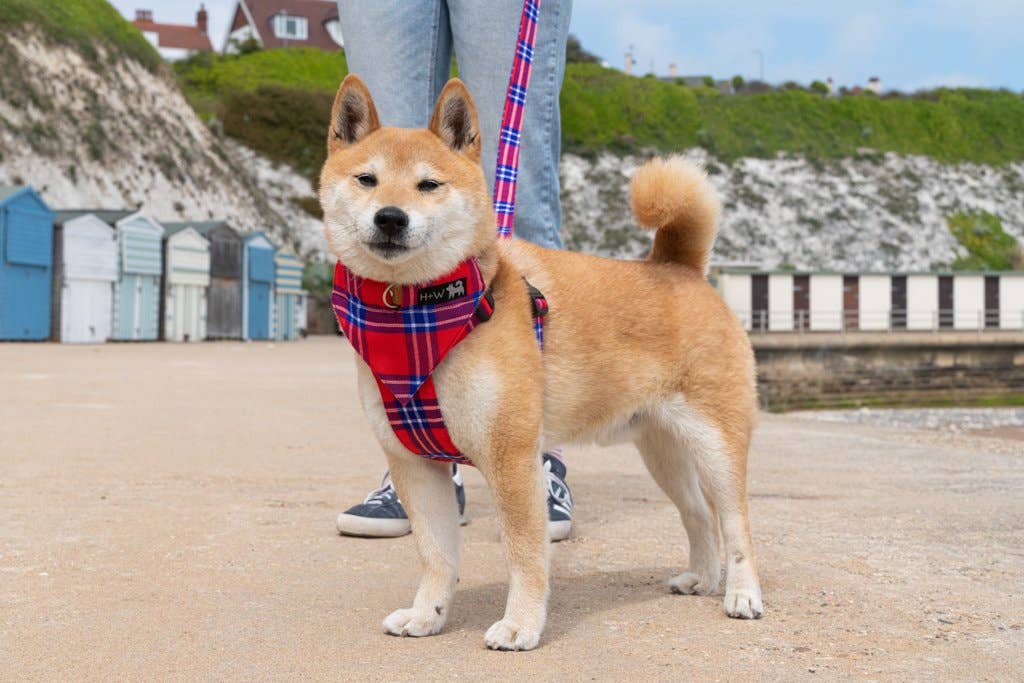 Shuka Red Dog Bandana