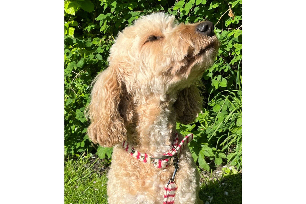 Seymour - Red Ticking Dog Collar