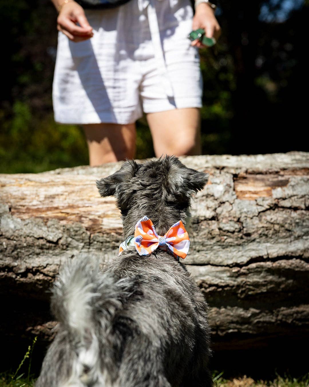 Hiro + Wolf Magical Mushrooms Dog Bow Tie