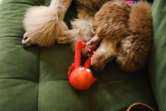 Hiro + Wolf Clifford Crab Felted Dog Toy