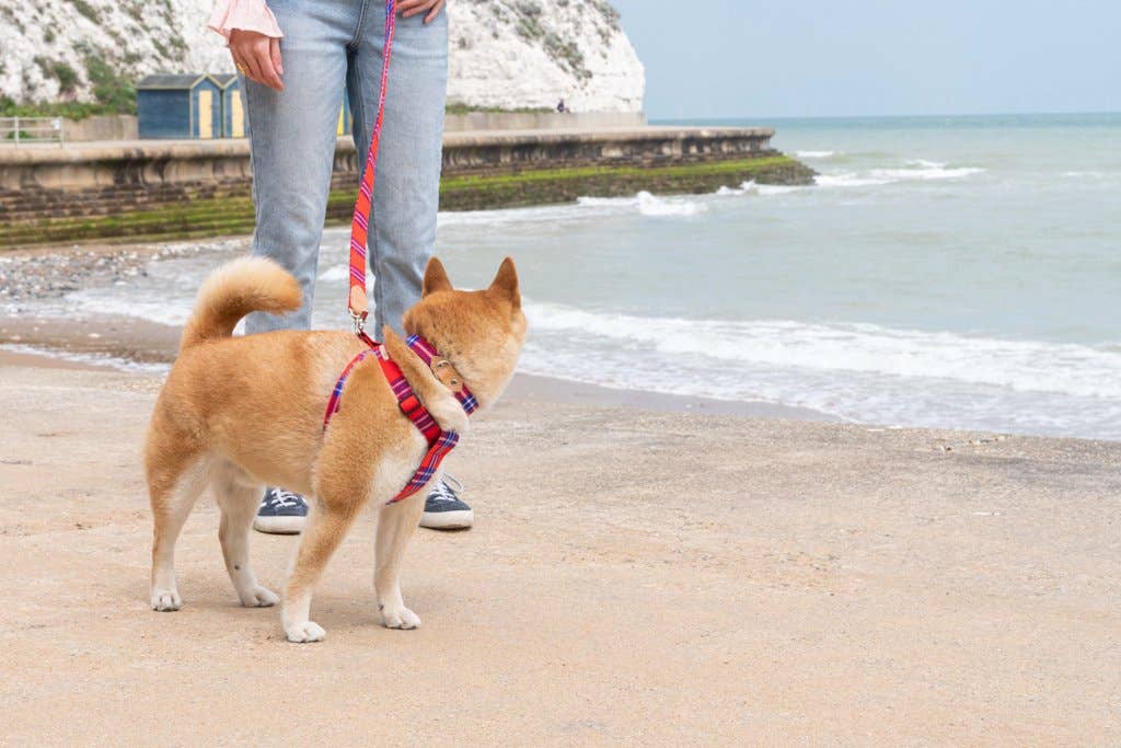 Shuka Red Dog Collar