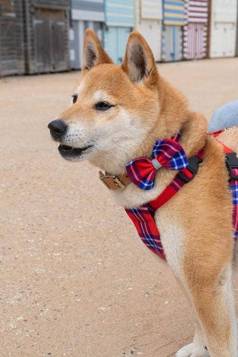 Shuka Red Dog Harness