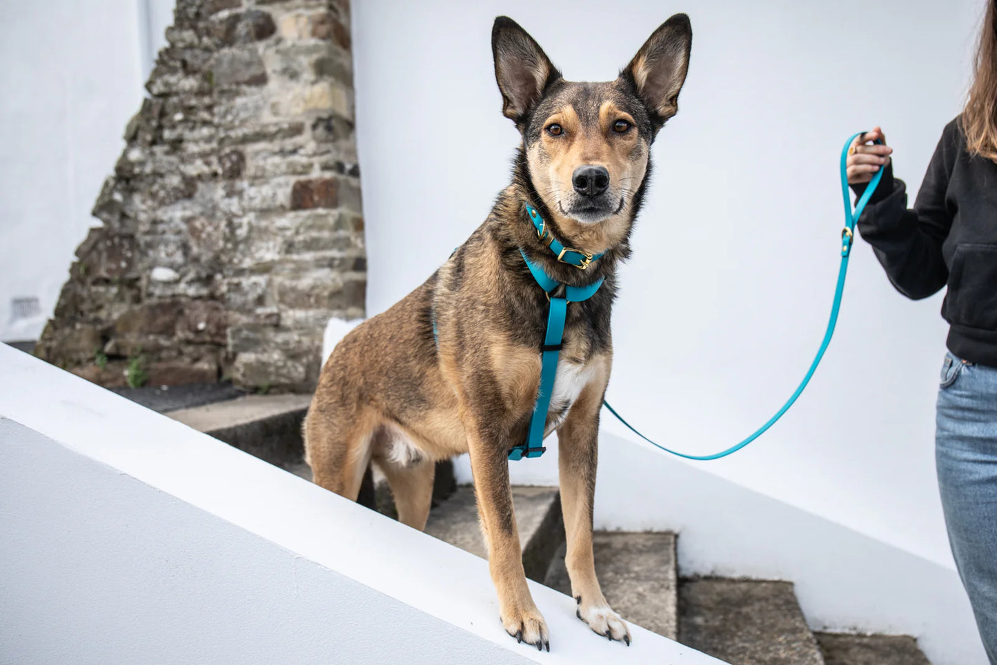 Storeys & Tails Green Biothane® All Weather Harness