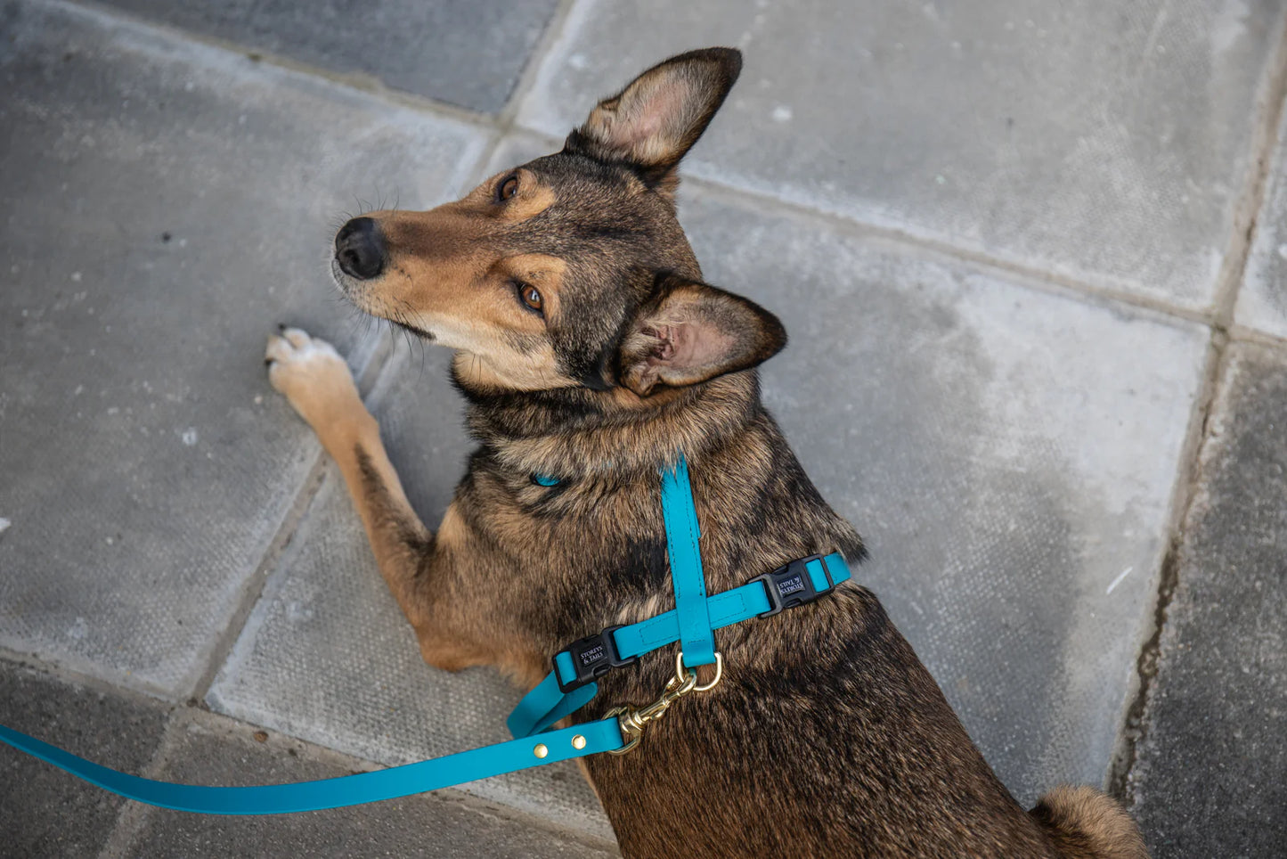 Storeys & Tails Green Biothane® All Weather Harness
