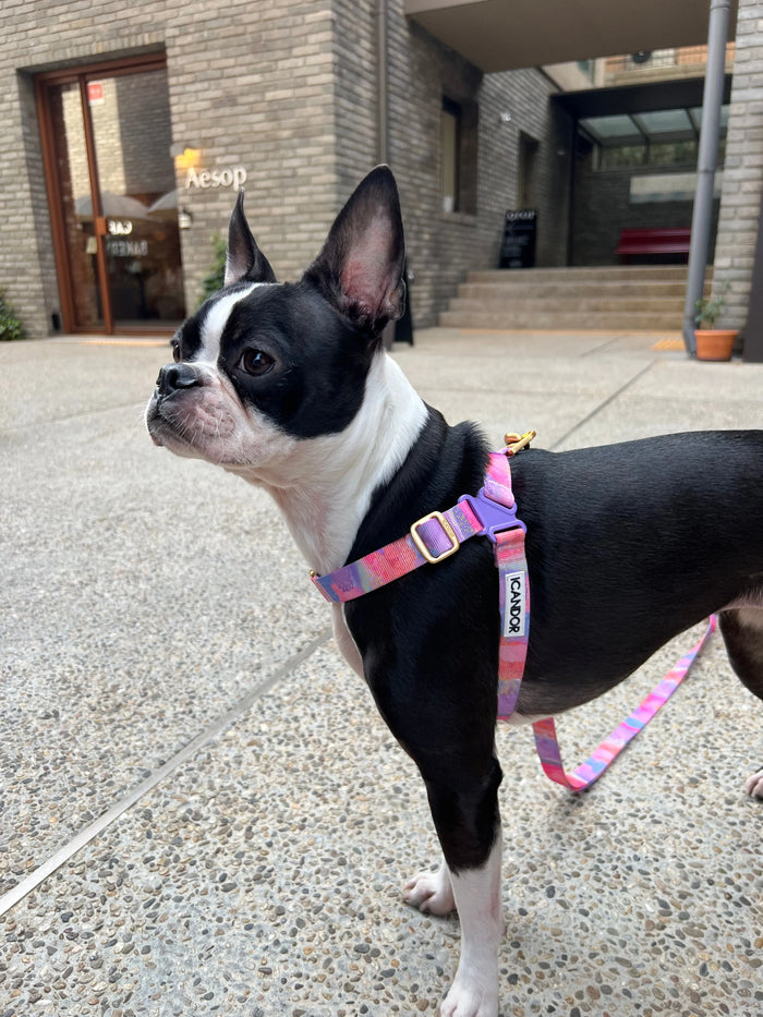 iCANDOR No-Pull Dog Harness - Milky Way