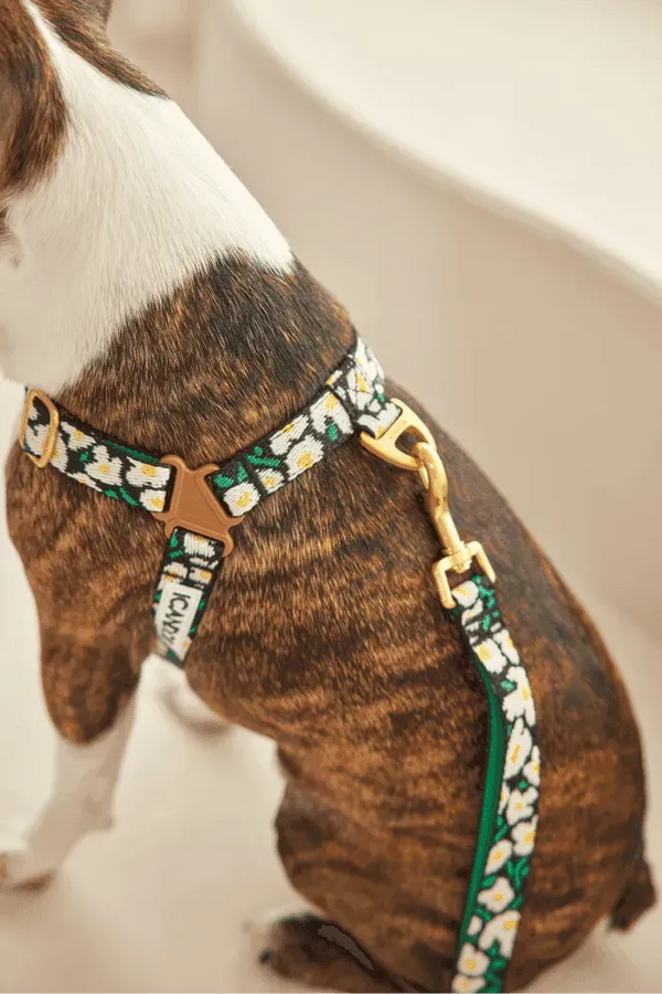 iCANDOR No-Pull Dog Harness - Big Fish
