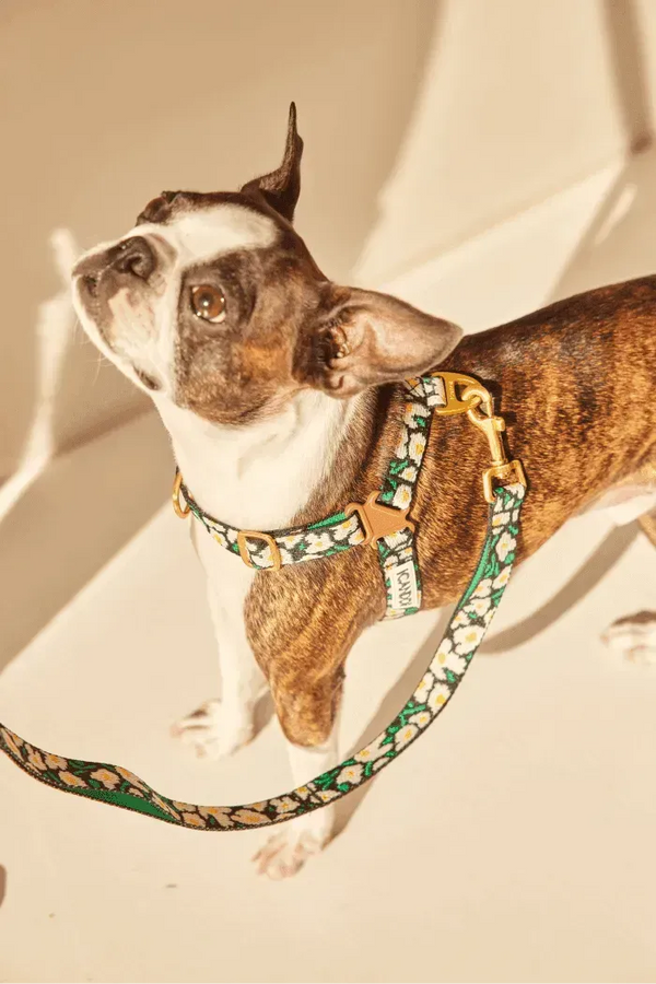 iCANDOR No-Pull Dog Harness - Big Fish