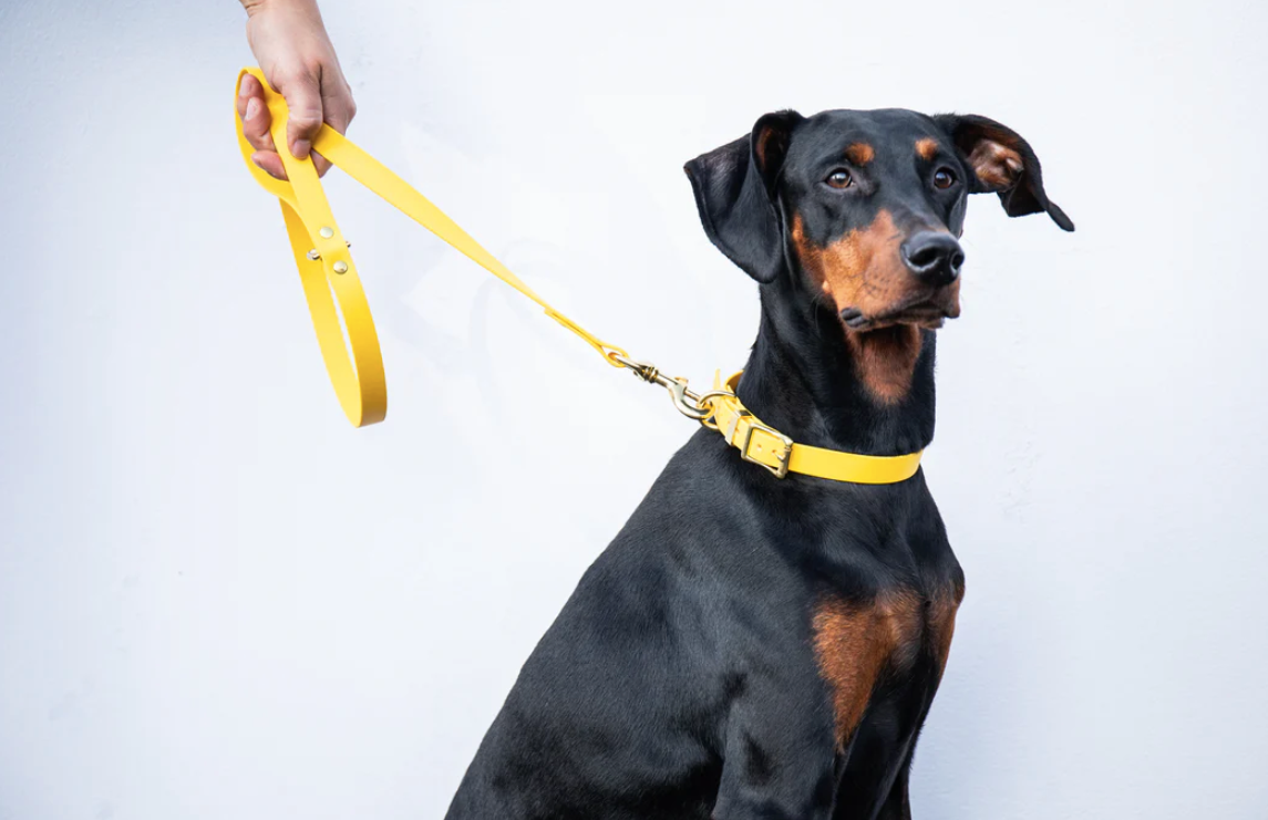 Storeys & Tails Yellow Biothane® All Weather Collar
