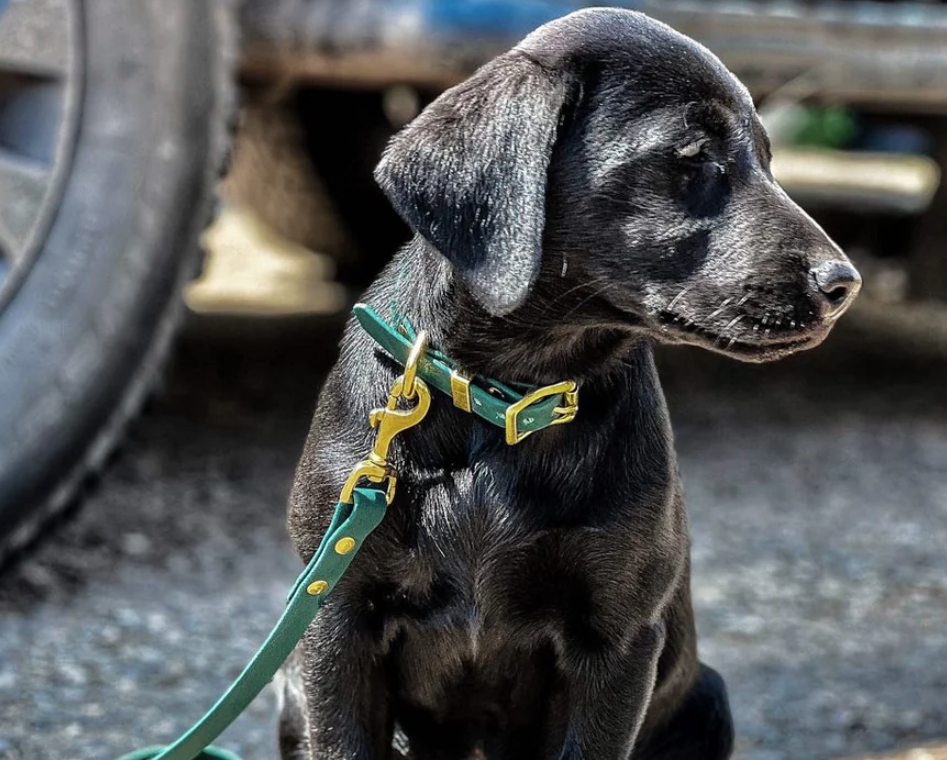 Storeys & Tails Green Biothane® All Weather Collar