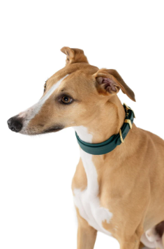 Storeys & Tails Green Biothane® Sight hound All Weather Collar