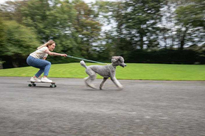 Storeys & Tails Sage Biothane® All Weather Lead