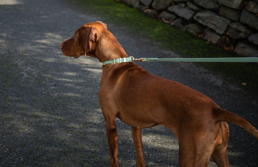 Storeys & Tails Sage Biothane® All Weather Lead