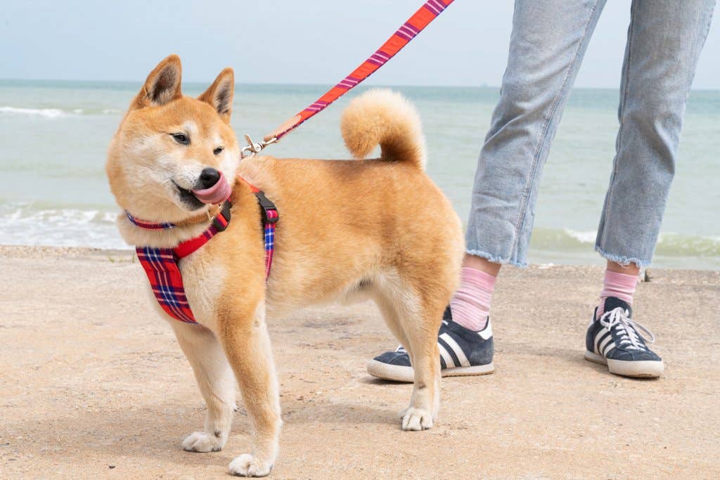 Shuka Red Dog Collar
