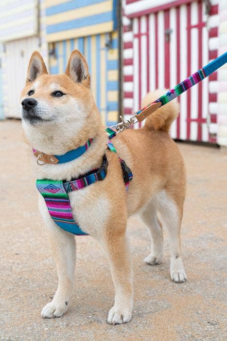 Hiro + Wolf Inca Blue Dog Collar