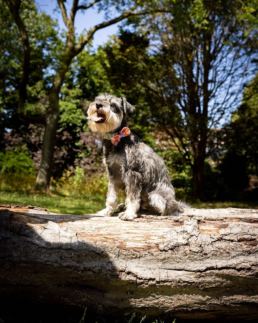 Hiro + Wolf Magical Mushrooms Dog Bow Tie