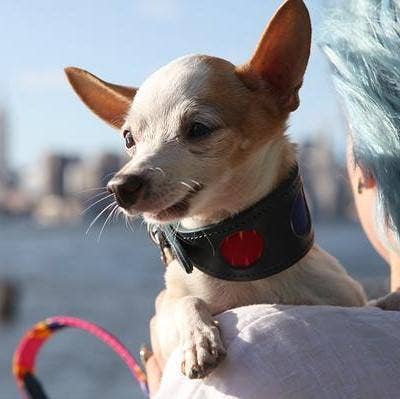 Hiro + Wolf Dakar Hound Collar