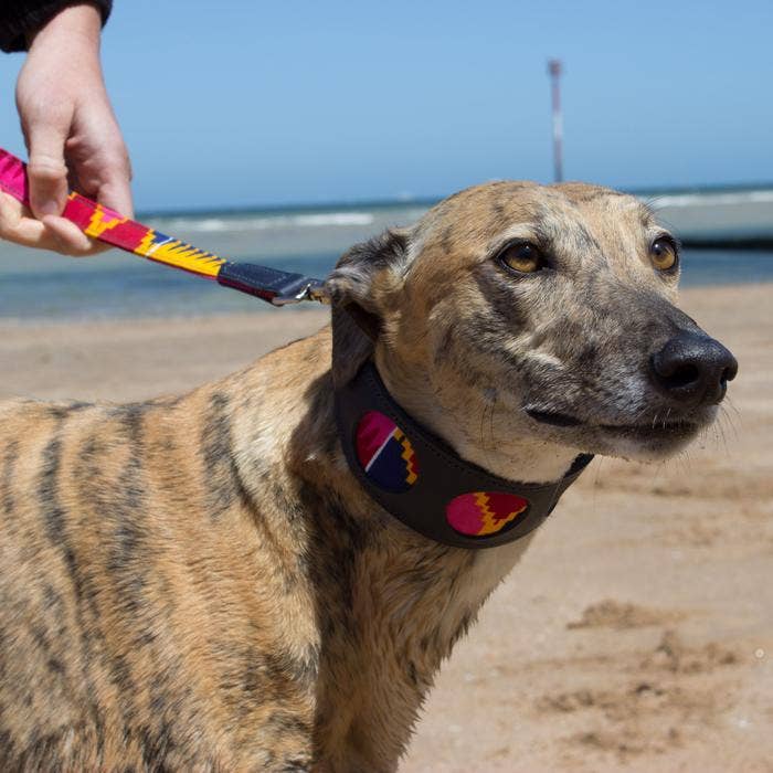 Hiro + Wolf Dakar Hound Collar