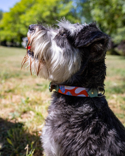 Hiro + Wolf Magical Mushrooms Dog Collar